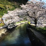 【2022京都桜最新】山科エリアの開花パトロール☆桜＆菜の花疏水～枝垂桜の毘沙門堂