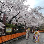 風情ある『祇園白川』周辺の桜も満開に！舞妓さんの聖地「辰巳大明神」の桜も
