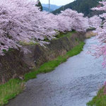 【とっておきの京都】3つの密を避ける！京都ツウにおすすめの”穴場”桜スポット第二弾！！2022春　遅咲き桜