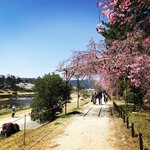 【2022京都桜最新】地下鉄沿線の名所パトロール☆六角堂～京都御苑～半木の道～本満寺