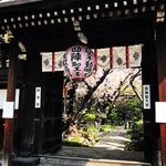 【2022京都桜最新】まだこれからの遅咲き桜もある穴場名所“西陣の聖天さん”「雨宝院」