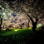 【京都観光】約60種400本の桜が咲き乱れる・京都屈指の桜の名所『平野神社 桜ライトアップ』