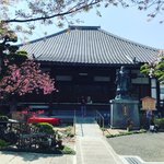 【2022京都桜最新】伏見の“桜寺”と称される地名由来の『墨染桜』、名所「墨染寺」