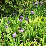 【2022京都開花情報】尾形光琳の名画偲ぶ『一初』☆応仁の乱勃発地「上御霊神社」