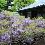【特別公開】絵画のように美しい歴史ある藤が魅力「妙心寺 長慶院」【京都花めぐり】