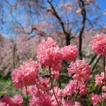 【京都桜2022】約200本の枝垂れ桜や春の花々が咲き誇る「原谷苑」【京都花めぐり】