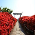【見頃】赤く染まる圧巻の風景　長岡天満宮のキリシマツツジ【京都花めぐり】
