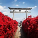 【2022京都開花最新】今が最高潮☆境内を真っ赤に染めるキリシマツツジ「長岡天満宮」