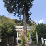 【京都ぶらり】明智光秀と豊臣秀吉の古戦場も一望☆鳥居前の大木の珍百景「走田神社」