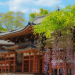 【京都の藤】樹齢300年と言われる貴重な藤が人気「平等院」【京都花めぐり】