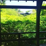 【2022京都青もみじ】京都随一の名所『東福寺』の新緑トンネル『通天橋』を渡るべき☆