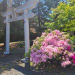 【京都】長岡京「ボタンの寺」に今年は一株の花　空海と最澄が出会った場所