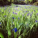 【2022京都開花情報】天然記念物カキツバタ見頃☆世界遺産上賀茂神社摂社「大田神社」
