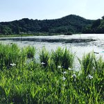 【2022京都開花情報】珍しい白いカキツバタ見頃☆伝説の心霊スポット「深泥池」