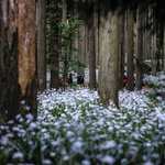 “神秘の森”が復活!!☆見頃を迎えたシャガ群生地【綾部市・老富】