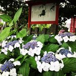 【京都花ぶらり】京都駅スグで紫陽花見頃☆『平家物語』で注目の源氏ゆかり「六孫王神社」