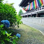 【京都花めぐり】豊臣秀吉や徳川家康ゆかり☆『あじさい園』や桔梗の穴場名所「智積院」