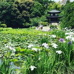 【京都花めぐり】JR東海CMで有名に☆夏は花菖蒲＆睡蓮が咲き乱れる名園「勧修寺」