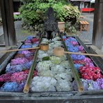 【京都あじさい】新Spot登場♪ 花手水や約5000株の紫陽花も魅力的「柳谷観音」【京都花めぐり】