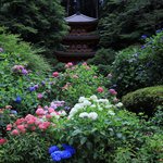 【京都あじさい】境内に咲く約5000株の紫陽花が美しい「 あじさい寺 岩船寺」【京都花めぐり】