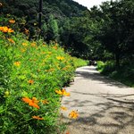 【京都花めぐり】秋桜も咲き誇る憩いの場☆四季折々の移ろいを感じる遊歩道「山科疏水」