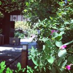 【京都秋の花】御所東にある秋の七草『萩』の名所☆名水カフェもオープンし充実「梨木神社」