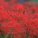 【京都花めぐり】今年も彼岸花がきれいに咲き誇りました「若宮八幡宮」【八幡市】