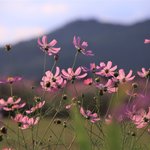 【京都コスモス】コスモスの季節が到来♪コスモススポット3選【京都花めぐり】