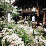 【2022京都藤袴祭】10月10日まで開催☆寺町通りを秋の七草『フジバカマ』が彩る