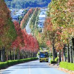 【京都紅葉2022】初秋の紅葉名所、今年も色づき始めました「桂坂モミジバフウ並木」