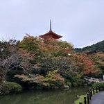 秀吉正室ねねの寺・高台寺で紅葉庭園が見事！清水寺や円山公園でも色づき始めました！　