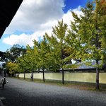 【2022京都紅葉】銀杏が見頃！行き場に困ったら季節の草花大体あります「京都御苑」