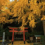 【京都紅葉2022】壮大な大銀杏、境内は黄色い世界でした！「岩戸落葉神社」