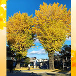 とっておきの紅葉“穴場”スポット　 金運アップで＠注目＠黄金に輝くイチョウの黄葉～伏見編～