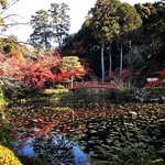 【2022京都紅葉】ライトアップあり☆NHK『こころ旅』火野正平さん参拝「大原野神社」