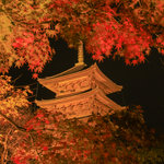 【京都紅葉2022】ライトアップされた五重塔と紅葉は日本の美「東寺 紅葉ライトアップ」