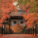 【京都紅葉2022】晩秋を彩る真っ赤な紅葉が魅力 長岡京の紅葉名所「光明寺」