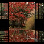 【京都紅葉2022】名残の真っ赤な紅葉が魅力。貴重な文化財も鑑賞できます「大徳寺 興臨院」