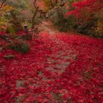 【京都紅葉散策】嵯峨野・嵐山エリアの静かなる紅葉名所「直指庵」