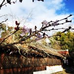 【初詣】京都随一の桜名所で『十月桜』開花中☆改修工事終え本殿参拝可能に「平野神社」