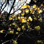 【2023京都の花】黄＆紫の共演☆春を告げる『蝋梅』と季節外れ『寒あやめ』「大蓮寺」