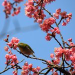【京都河津桜】淀水路の正月桜を知っていますか？寒さに負けず可愛い花を咲かせています