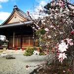 【京都桜2023】西陣の『御会式桜』名所☆歌人に愛された『妙蓮寺椿』開花中「妙蓮寺」