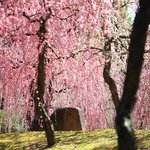 【見頃】京都随一のしだれ梅の名所　現在美しさは最高潮です「城南宮」