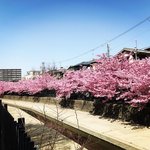 【2023春の京都】伏見・淀水路の早咲き桜『河津桜』満開☆見物客大賑わい【3月11日】