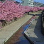 【見頃】春の到来♪淀水路の美しい河津桜並木で撮影を楽しもう【京都花めぐり】