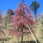 【新名所】圧巻の梅風景　宇治「三室戸寺」のしだれ梅園【京都花めぐり】