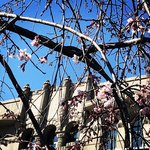 【2023春の京都】市役所前にたたずむ円山公園銘木『祇園枝垂桜』の孫桜【3月15日】