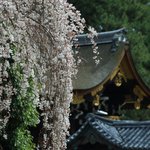 【京都の桜2023】早くてびっくり！もう見頃です。京都御苑の近衛邸の糸桜【京都花めぐり】