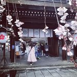 【2023京都桜】通称『桜の神社』で知られる平野神社☆枝垂桜『魁桜』見頃【3月18日】
